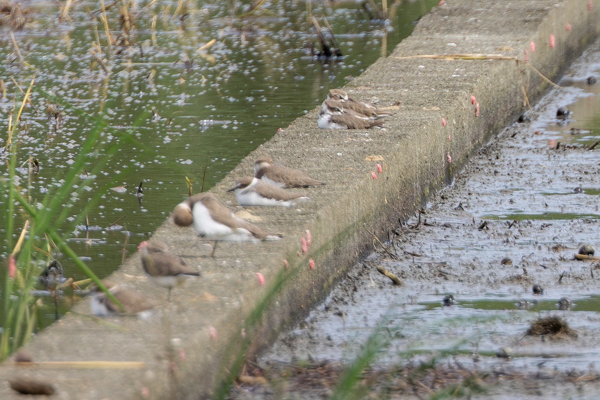 Txirritxo hankabeltza - ML646901031