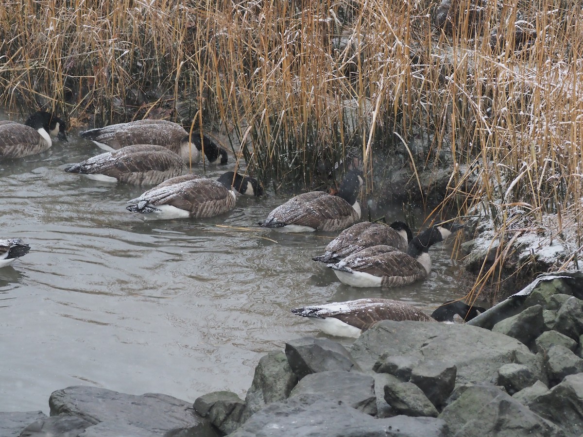 Barnacla Canadiense Grande - ML646901032