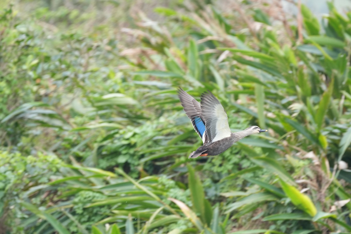 Eastern Spot-billed Duck - ML646901033