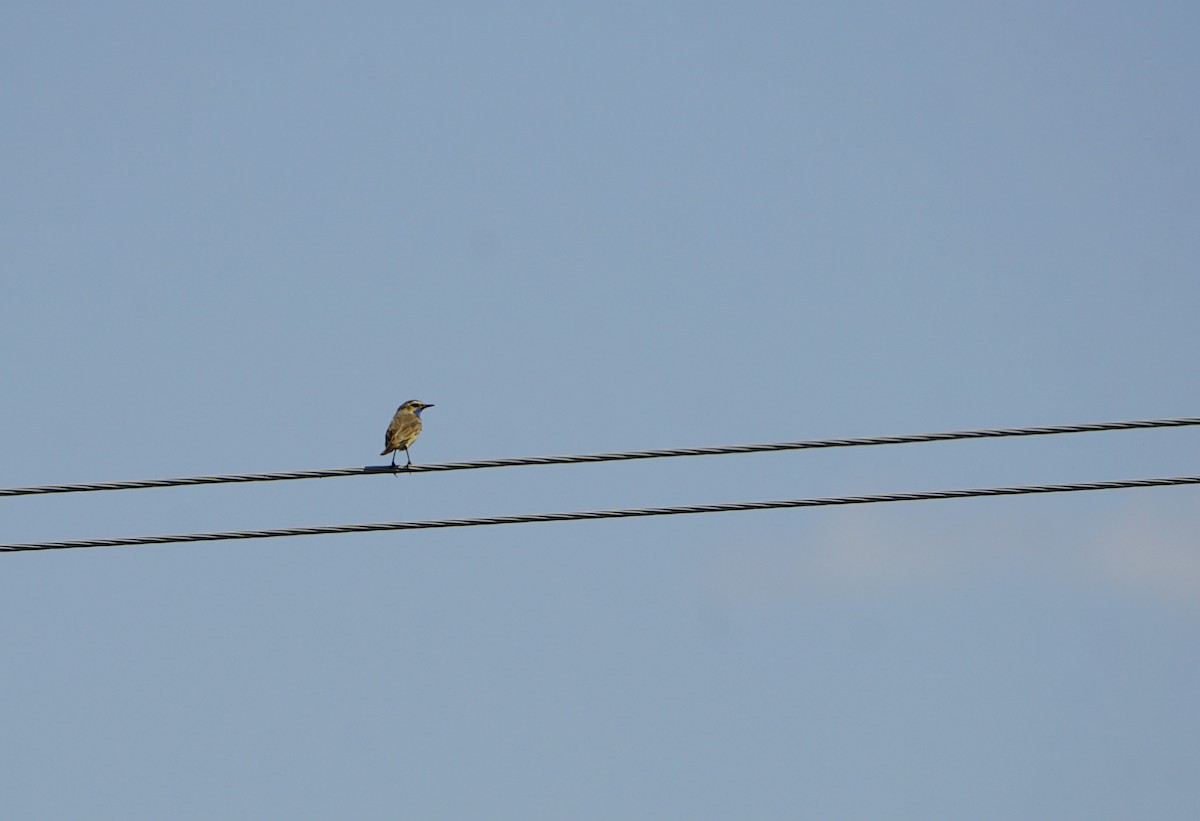 Bluethroat - ML646901034