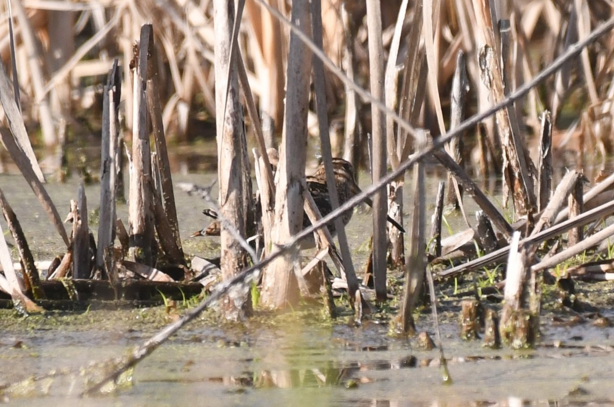 アメリカタシギ - ML646901035