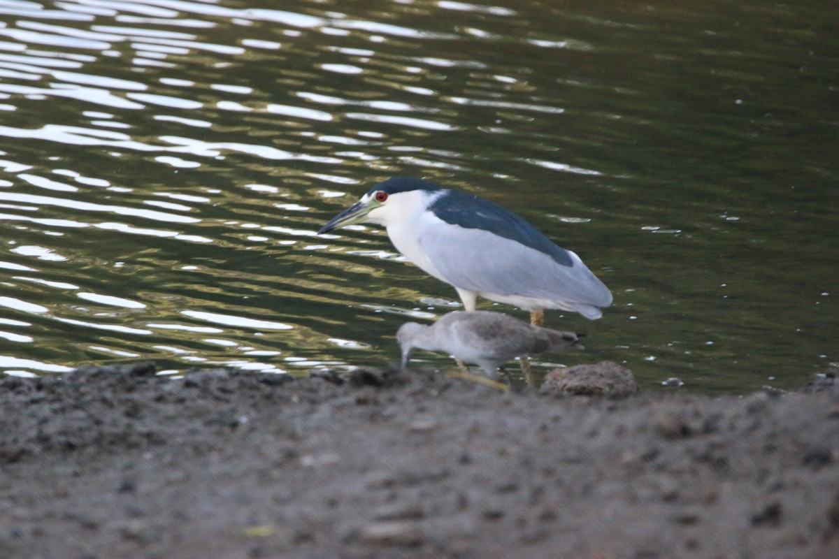 Nachtreiher - ML646901039