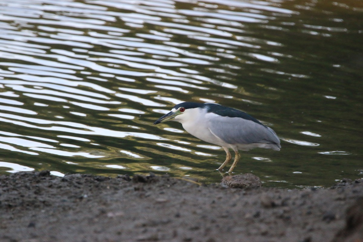 Nachtreiher - ML646901040