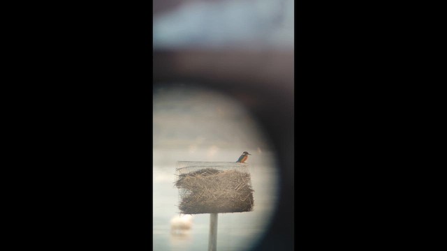 Martin arrantzalea - ML646901042