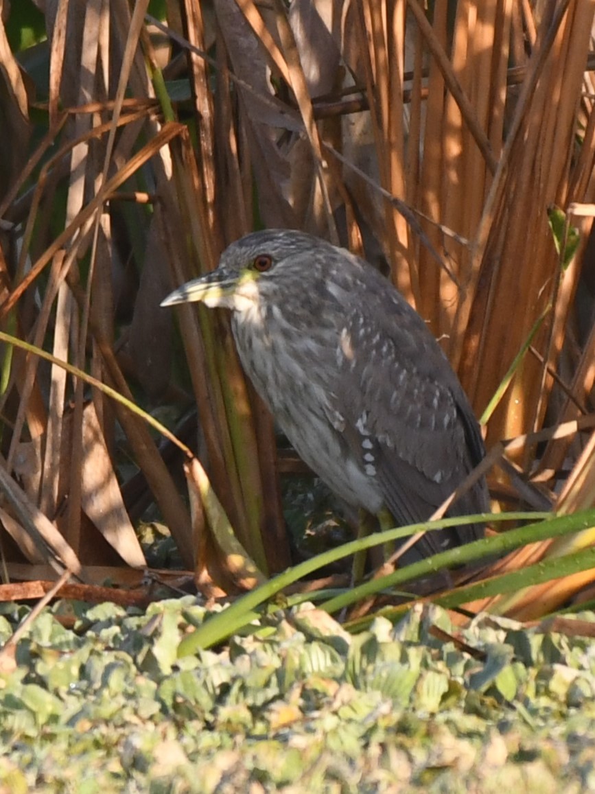 ゴイサギ - ML646901045