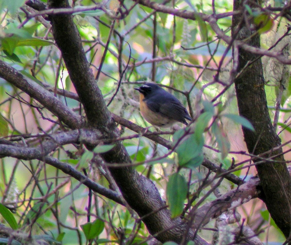 aurorafluesnapper - ML646901047