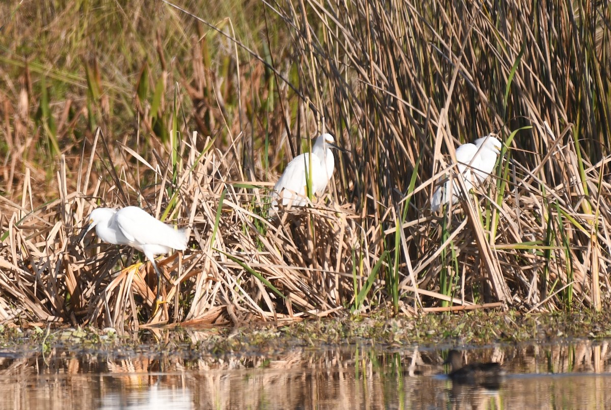 ユキコサギ - ML646901053