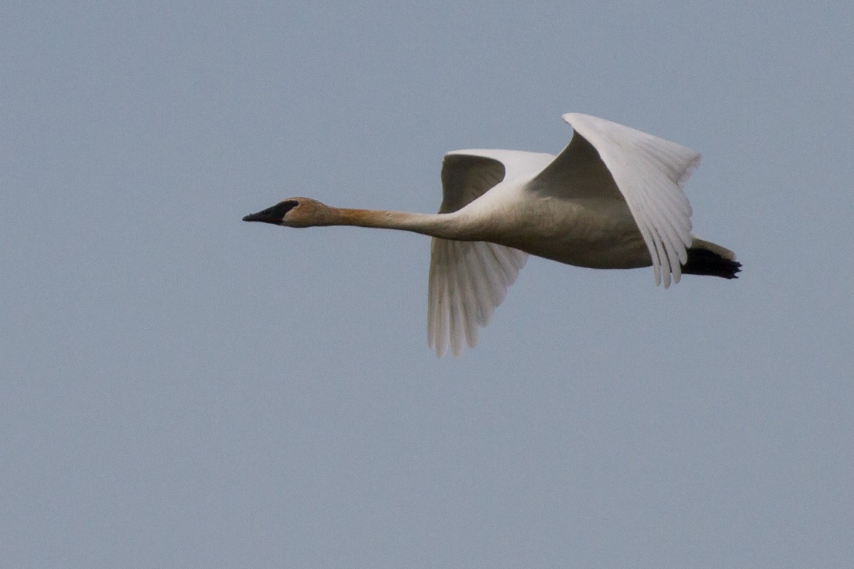 Trompeterschwan - ML646901054