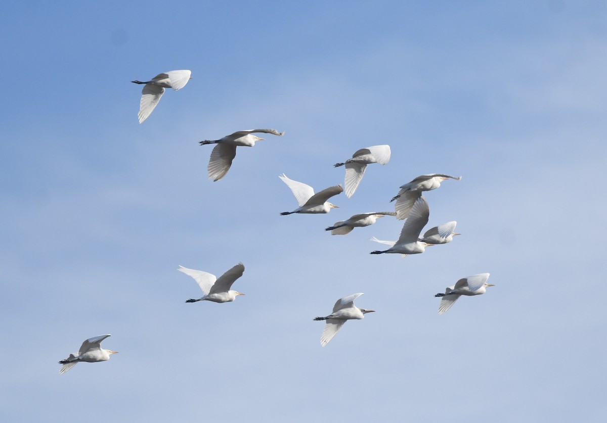 Western Cattle-Egret - ML646901059