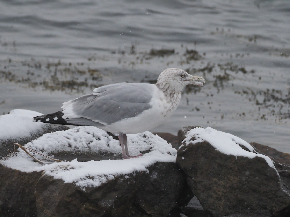 Gaviota Argéntea Americana - ML646901060