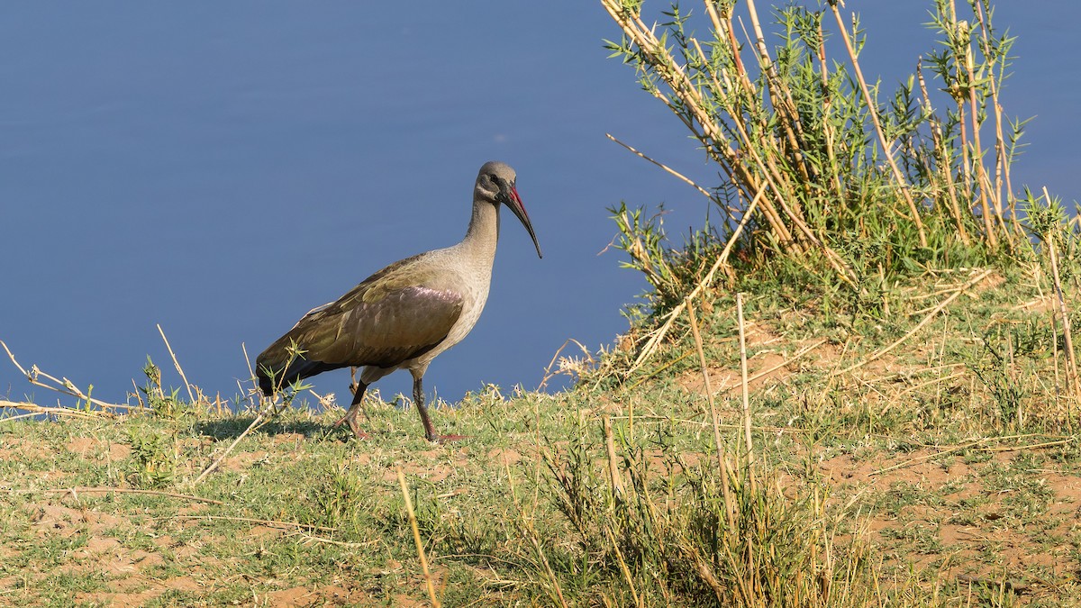 Гагедаш - ML646901067