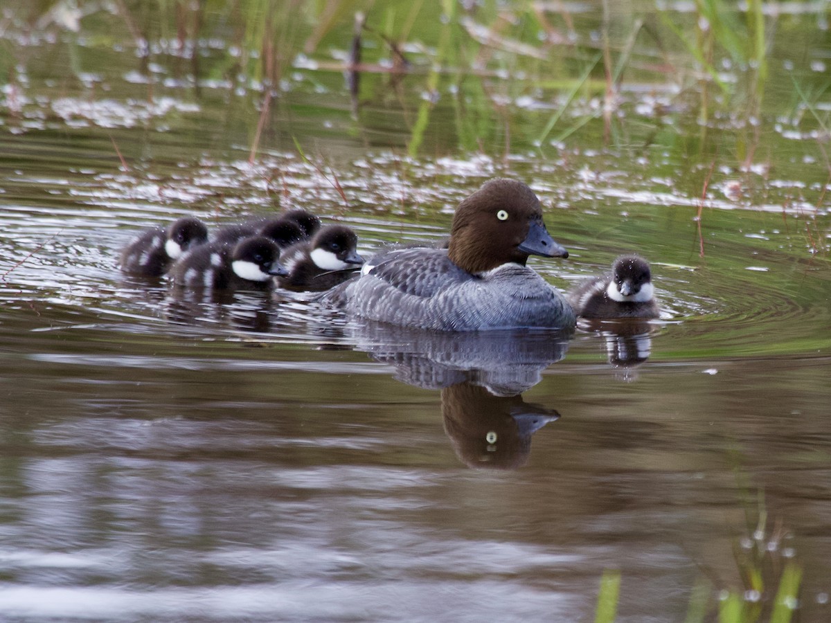 hohol severní - ML646901069