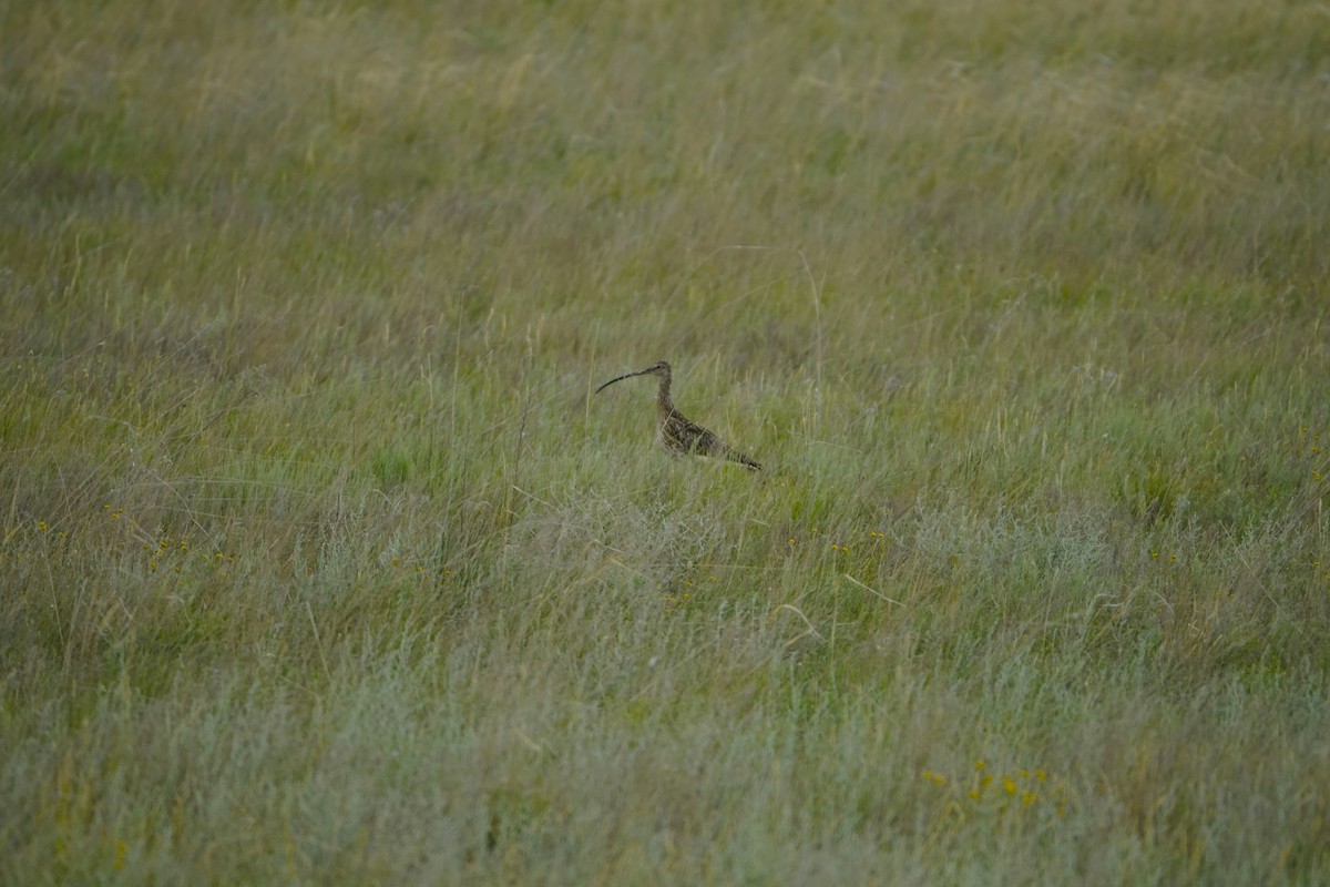 Eurasian Curlew - ML646901074