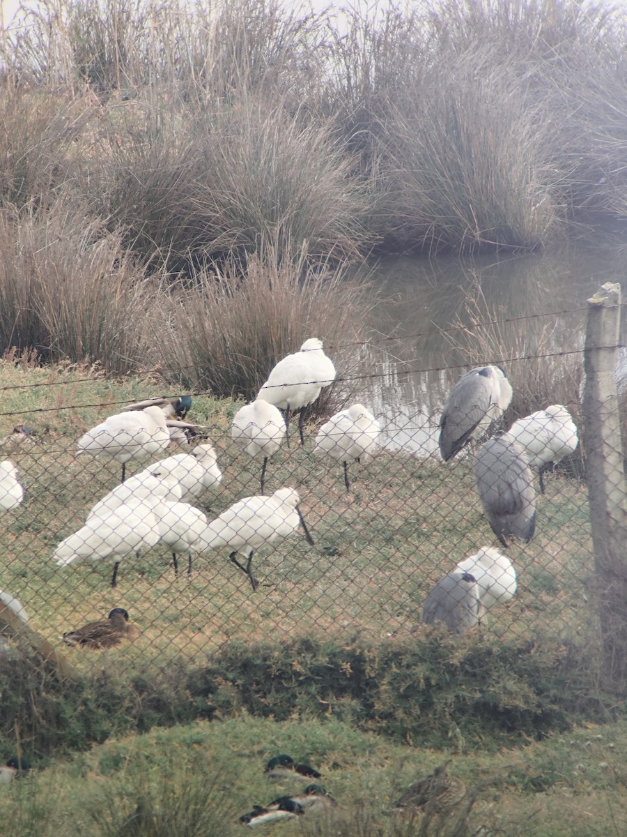 Eurasian Spoonbill - ML646901077