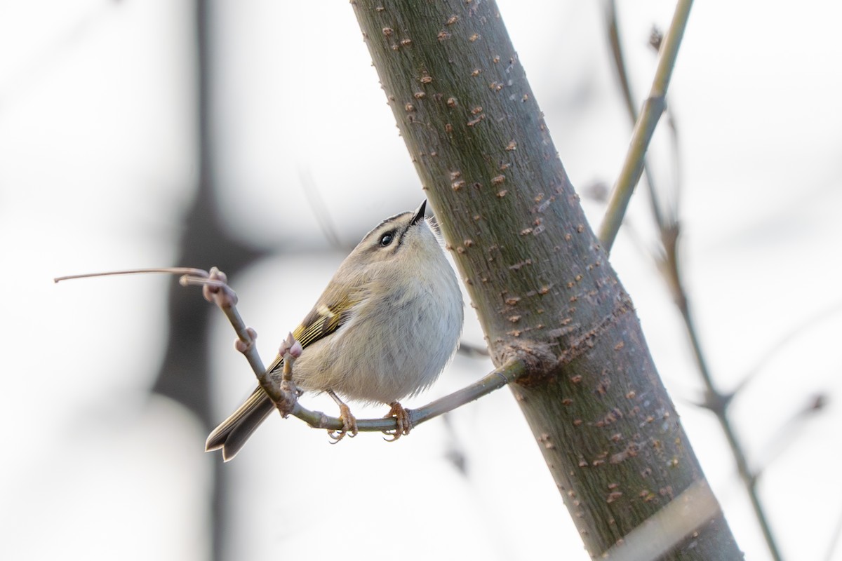 Golden-crowned Kinglet - ML646901080
