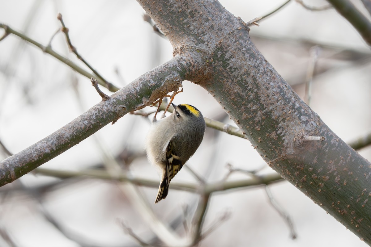 Golden-crowned Kinglet - ML646901081