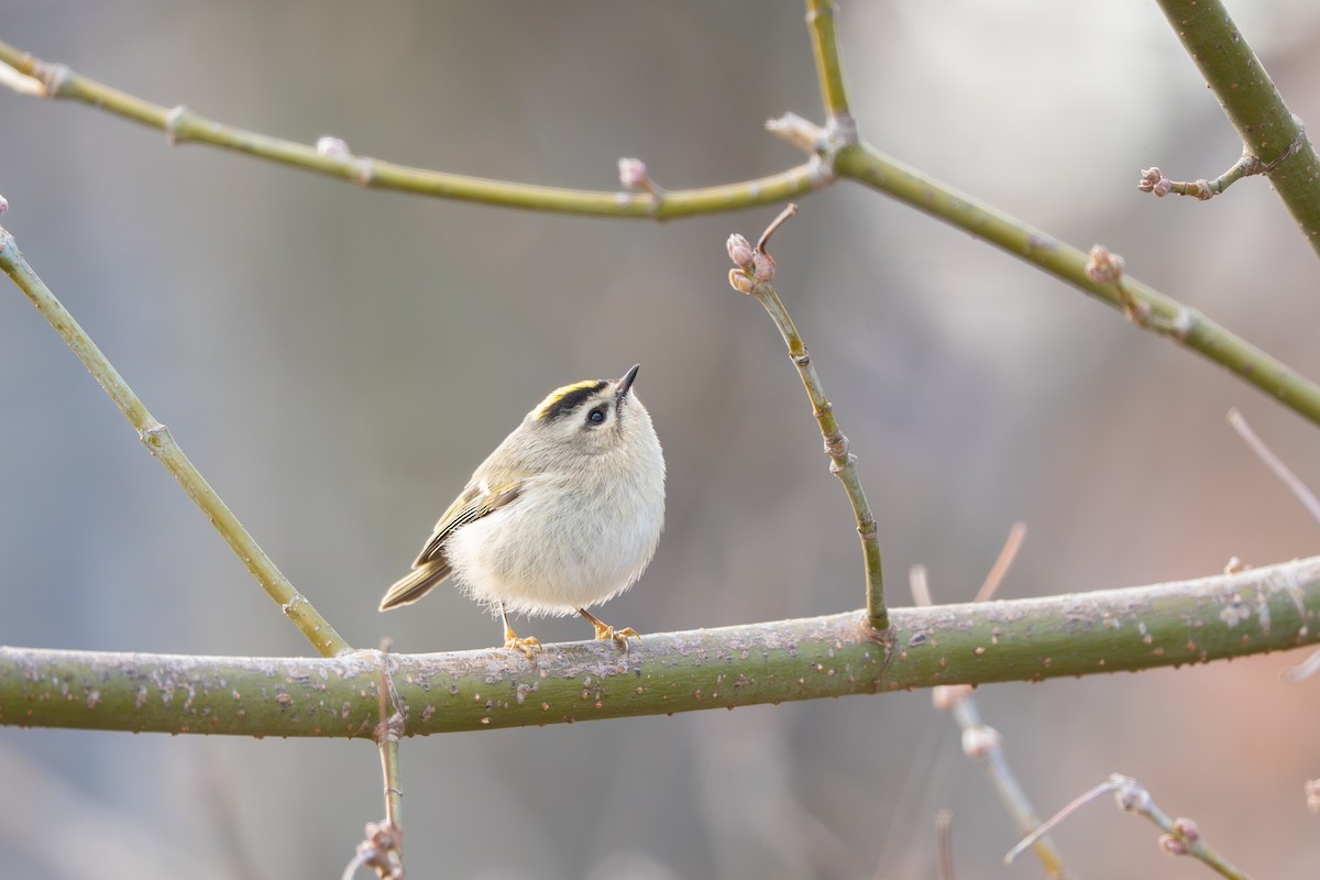 Golden-crowned Kinglet - ML646901083