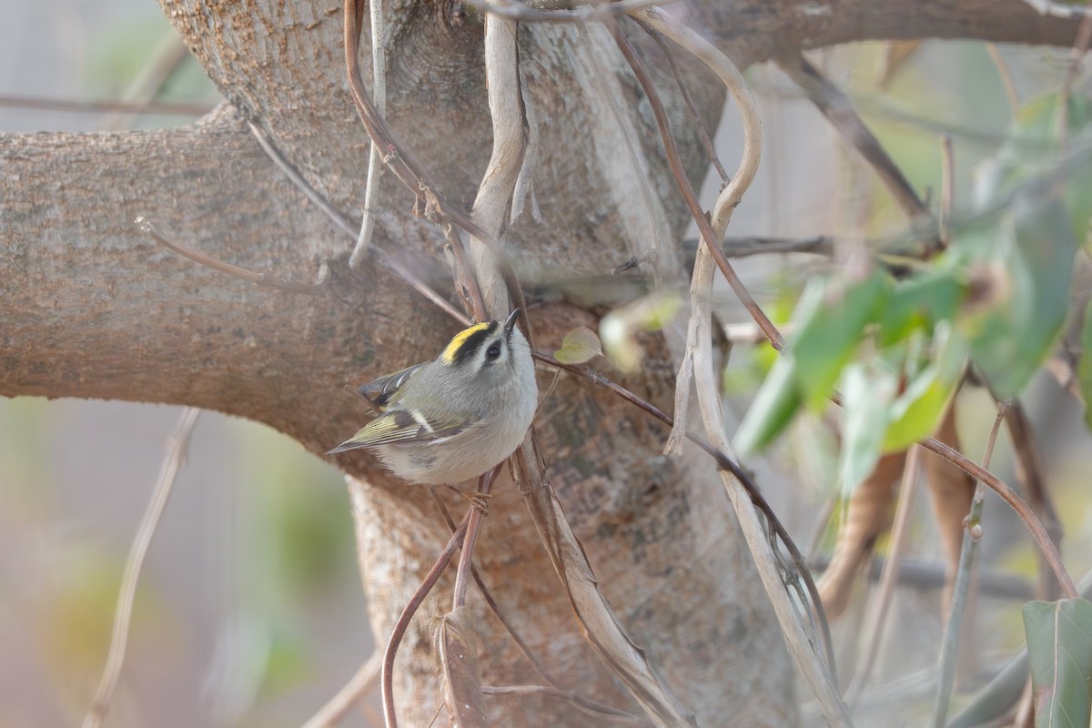 Golden-crowned Kinglet - ML646901084