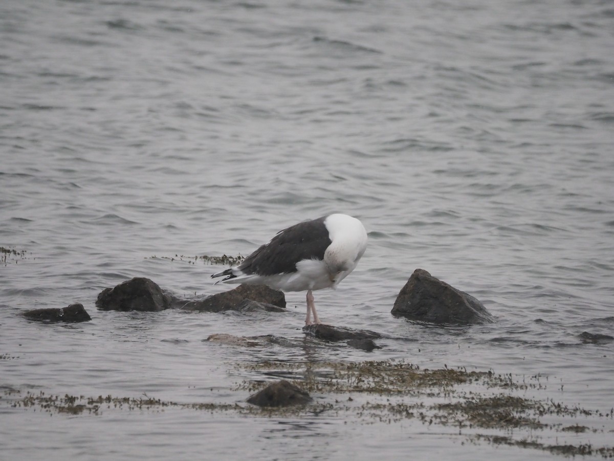 Gavión Atlántico - ML646901086