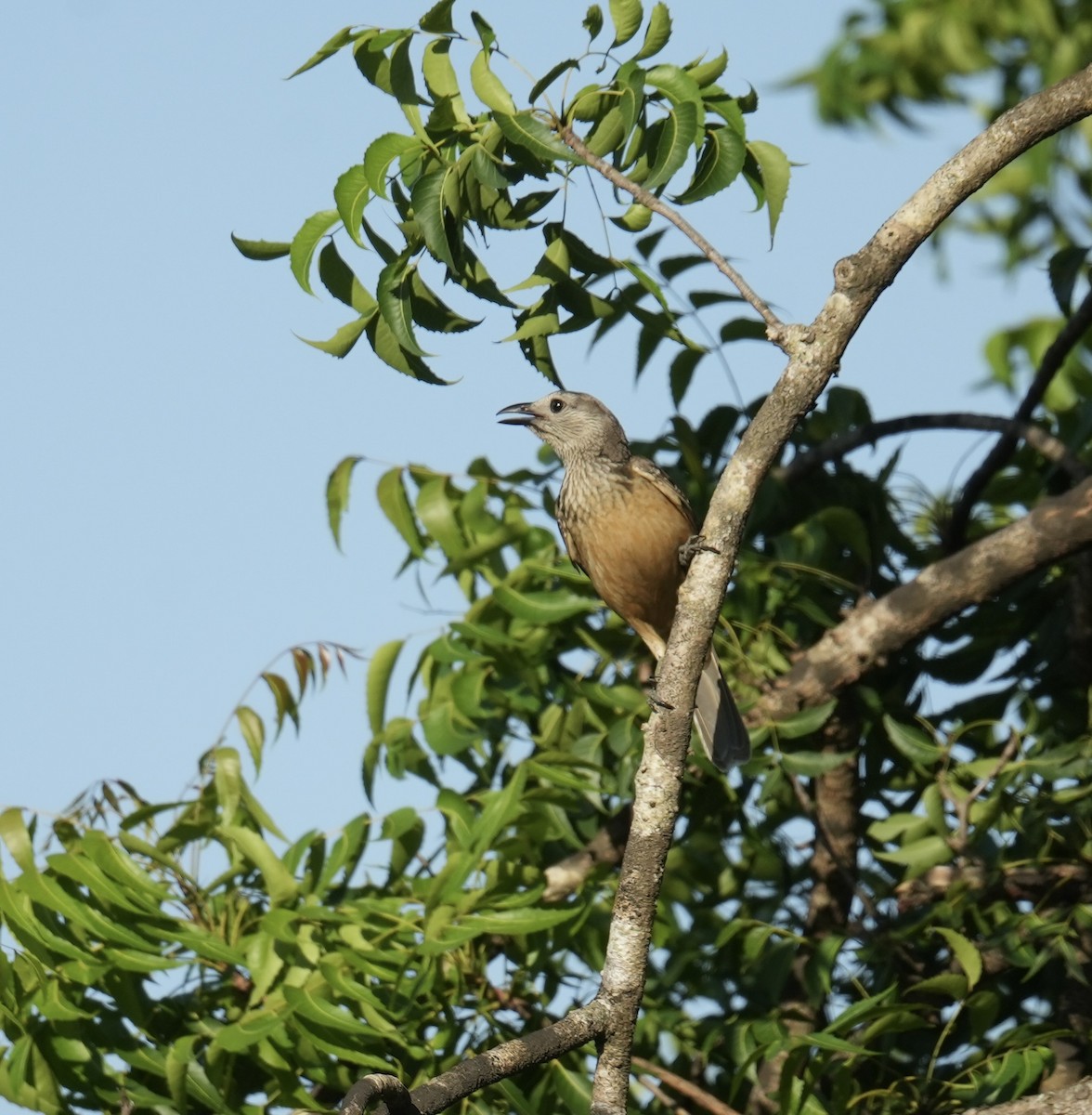 Fawn-breasted Bowerbird - ML646901097