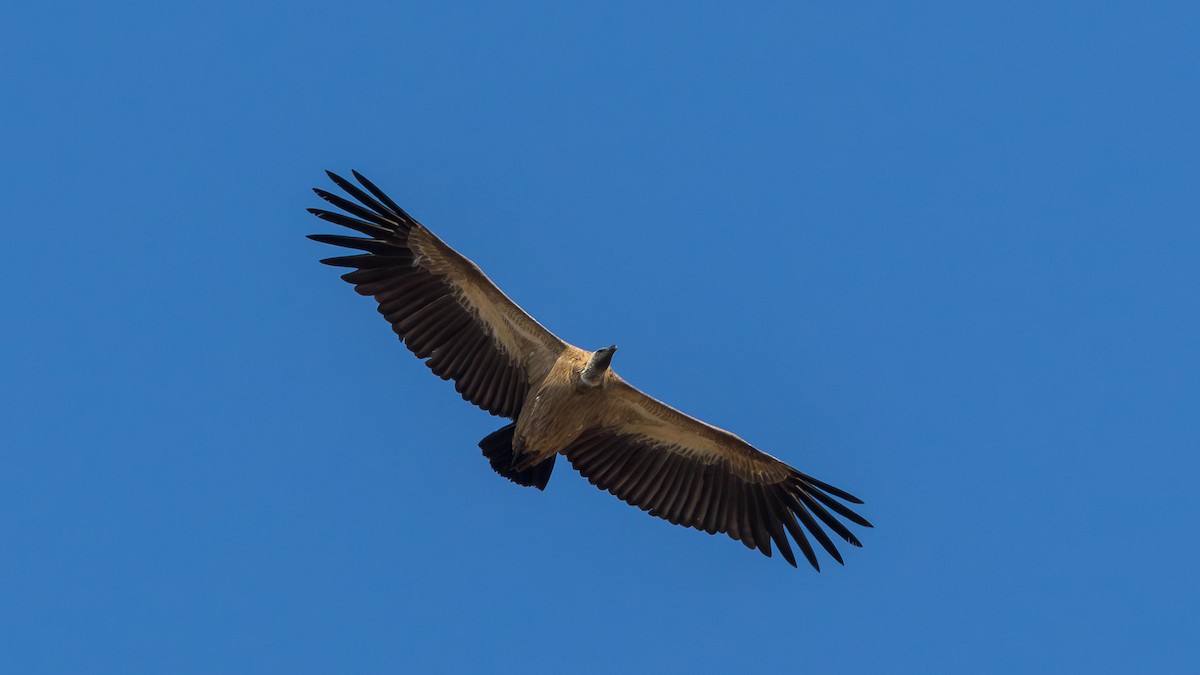 Сип африканський - ML646901114