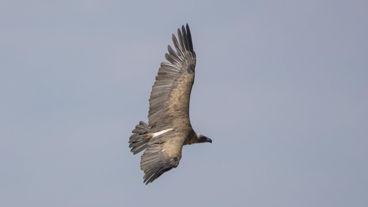 Сип африканський - ML646901115