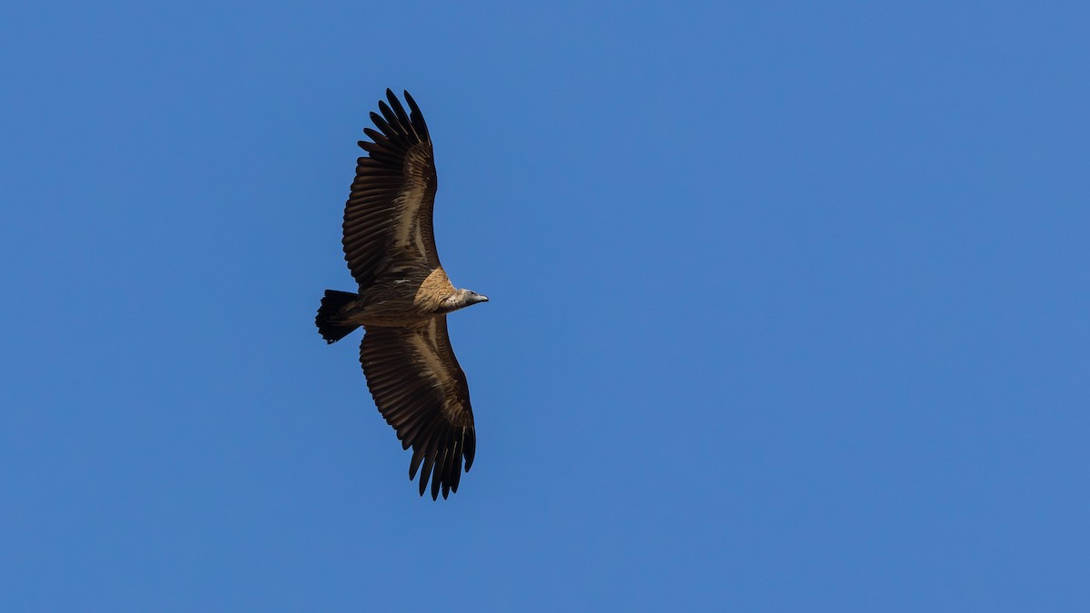 Сип африканський - ML646901116