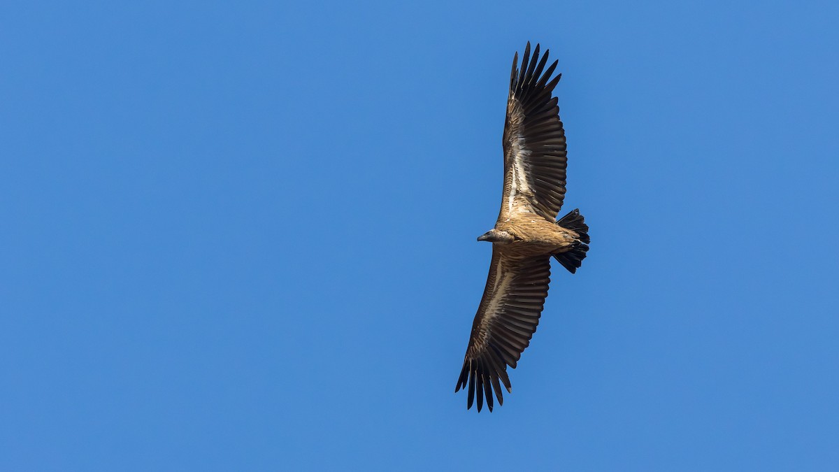 Сип африканський - ML646901118