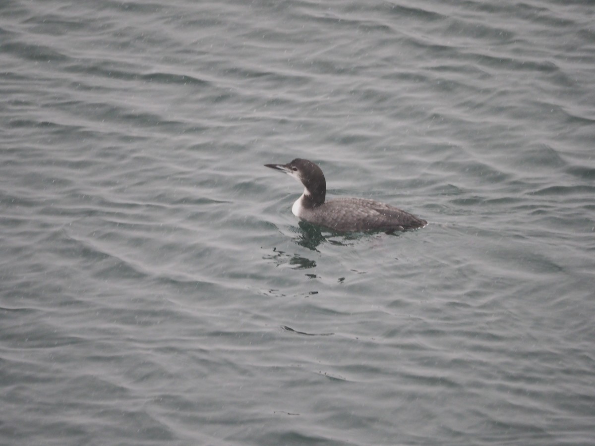 Colimbo Grande - ML646901119