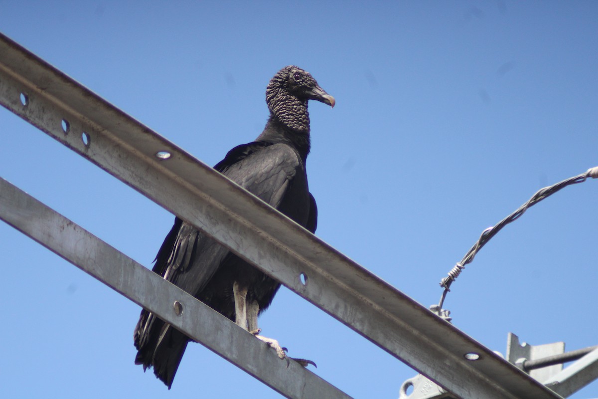 svartkondor - ML646901123