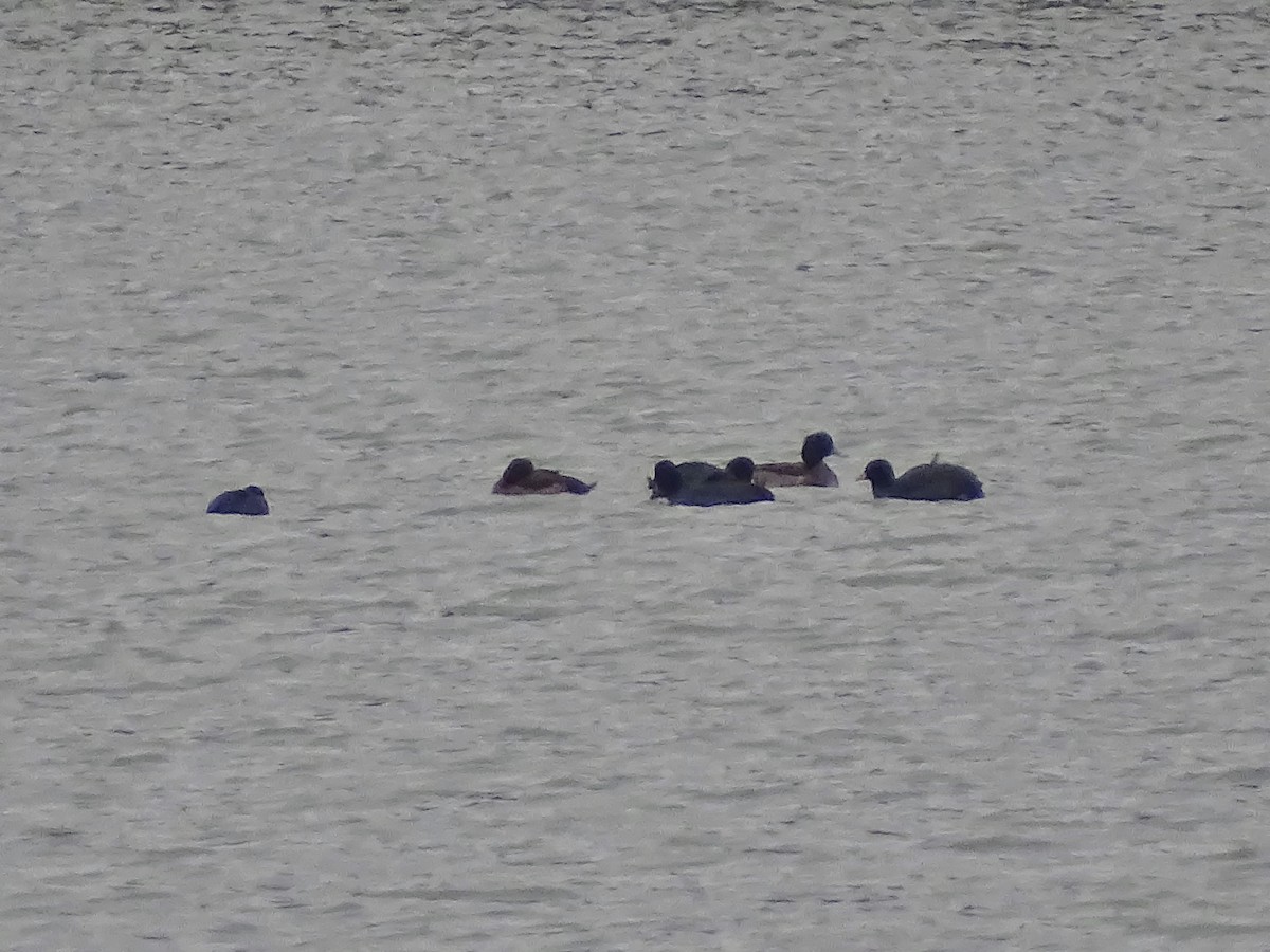 Tufted Duck - ML646901124