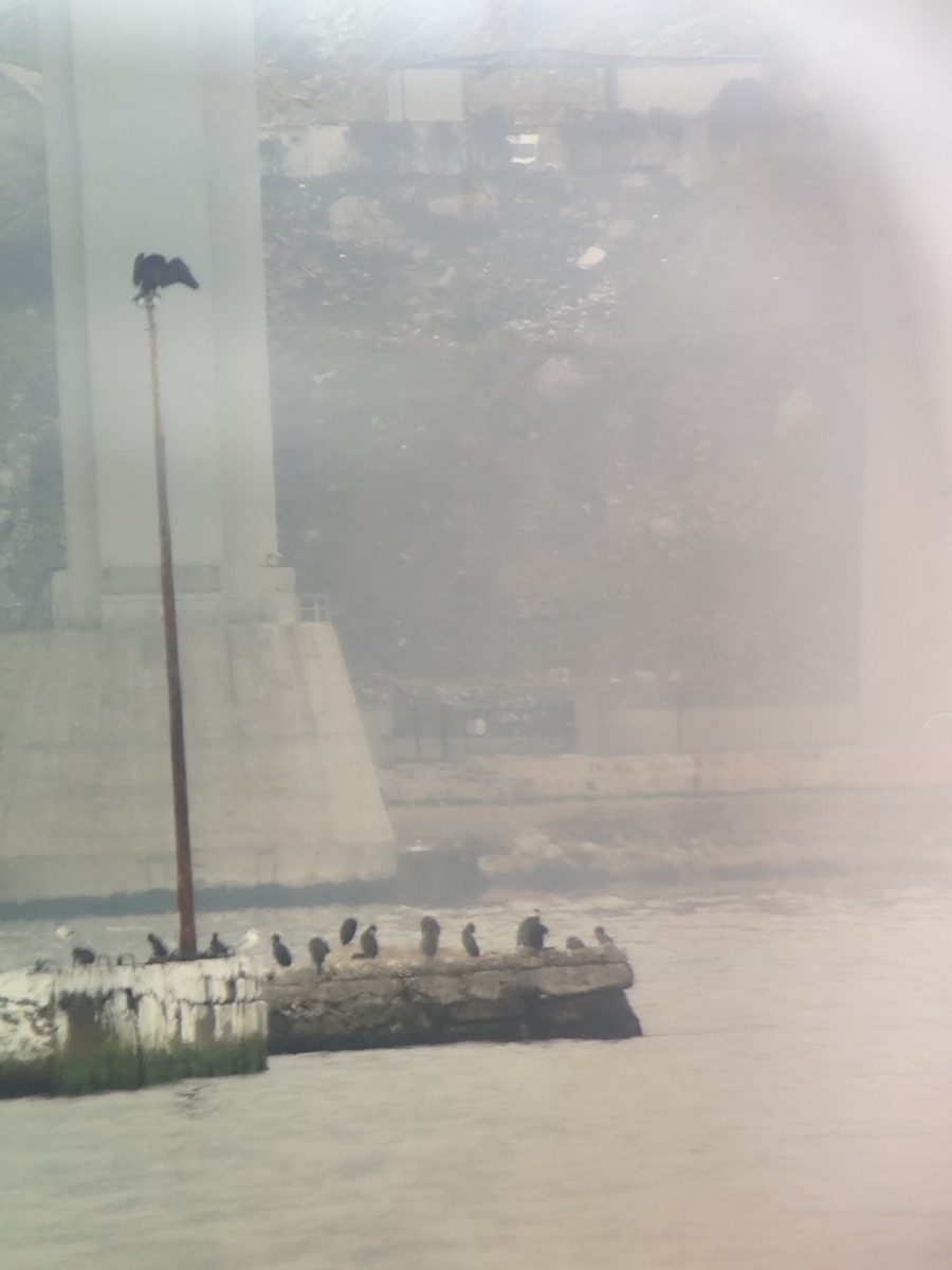 Great Cormorant - ML646901130