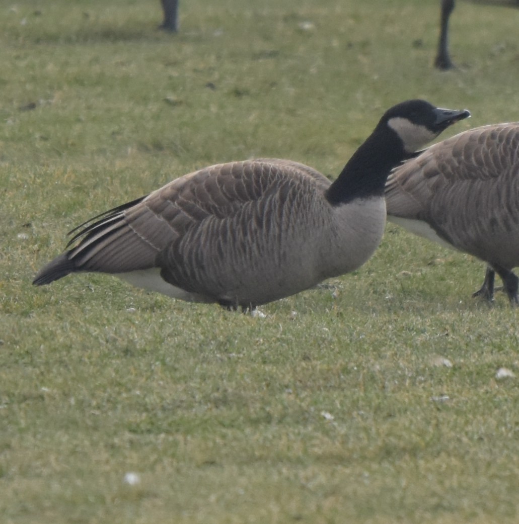 シジュウカラガン／カナダガン - ML646901131