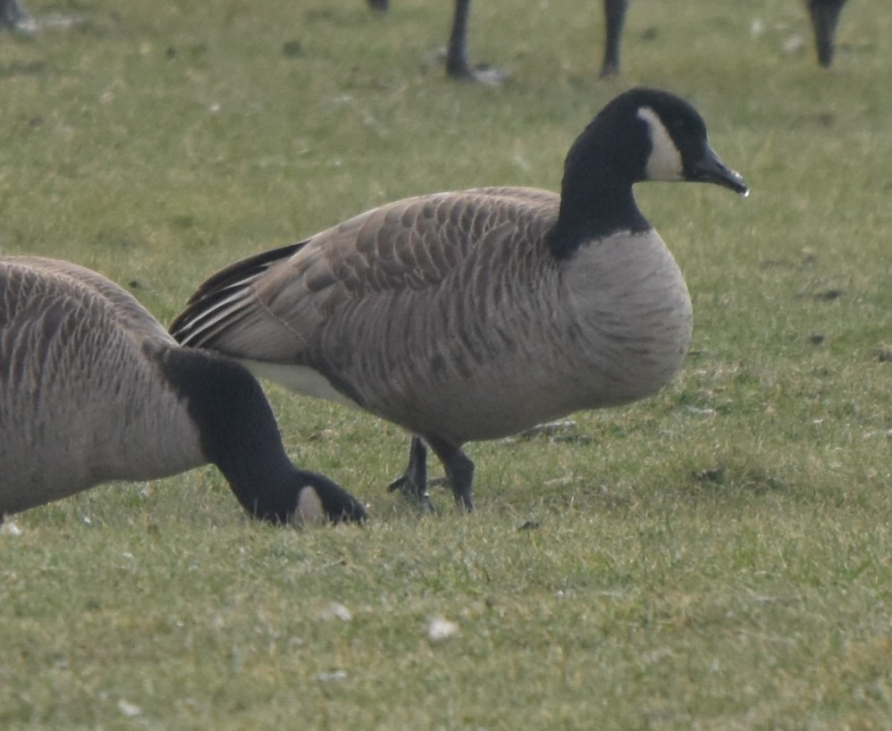 シジュウカラガン／カナダガン - ML646901132