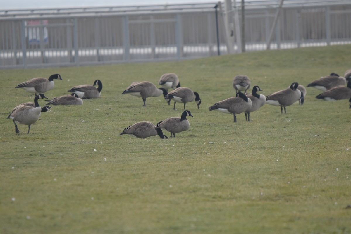 シジュウカラガン／カナダガン - ML646901133