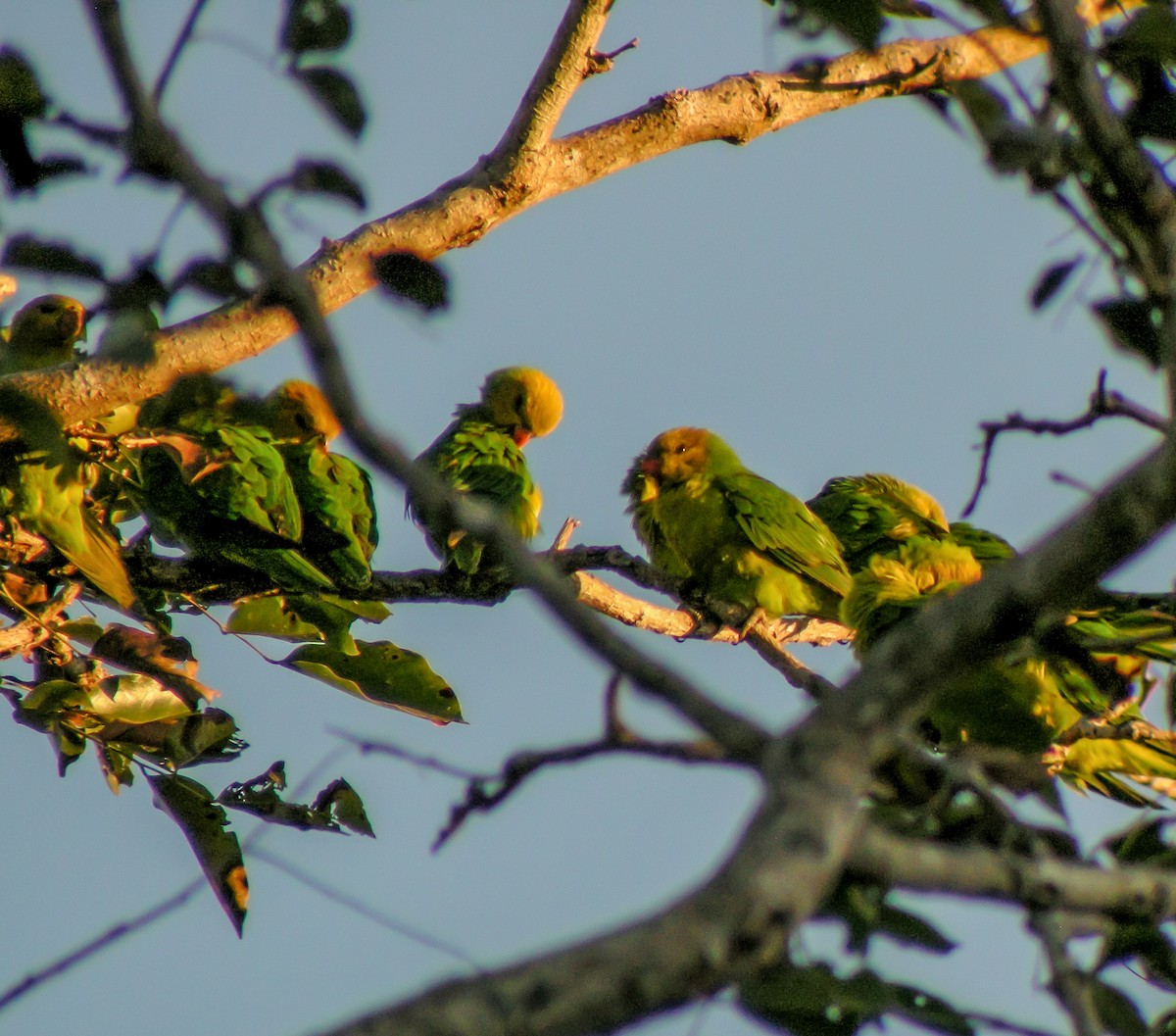 sennepshodelori - ML646901134