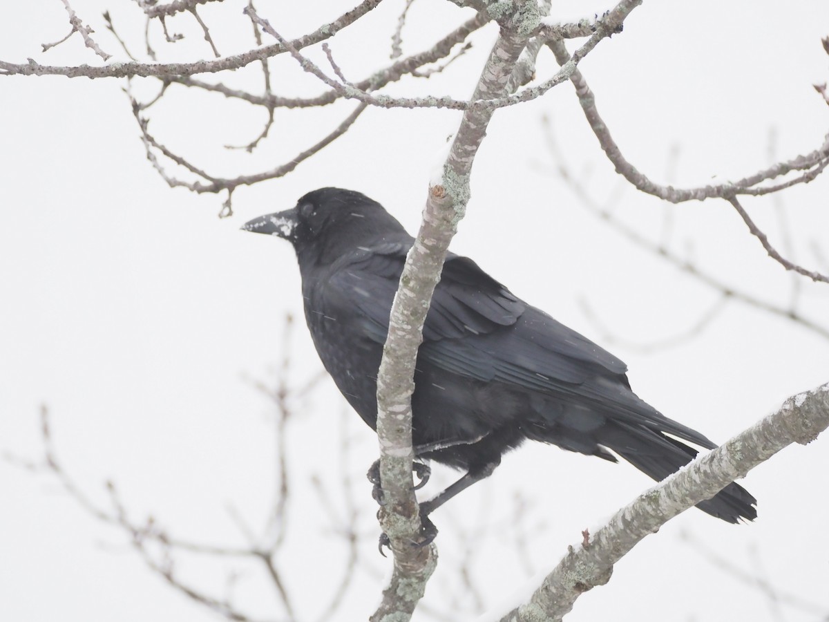 Cuervo Americano - ML646901135