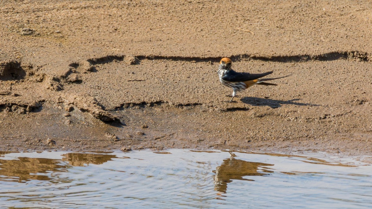 Ластівка абісинська - ML646901137