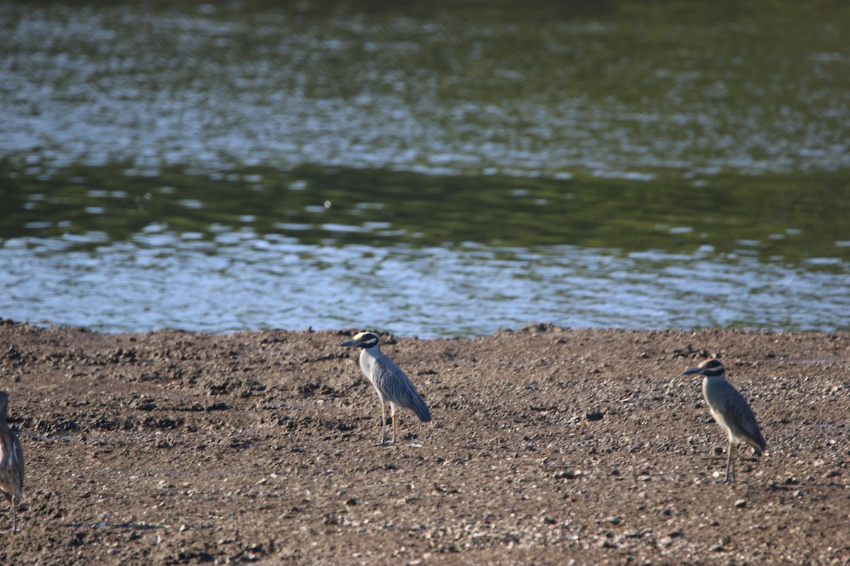 Krabbenreiher - ML646901139