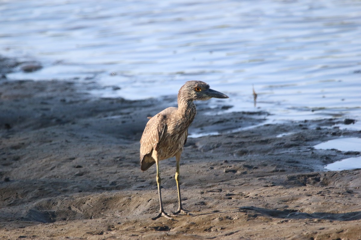 Krabbenreiher - ML646901140