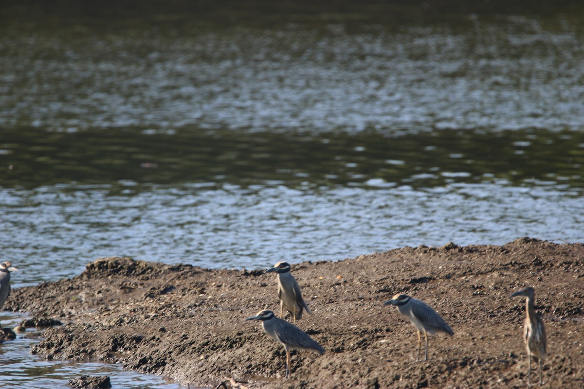 Krabbenreiher - ML646901141