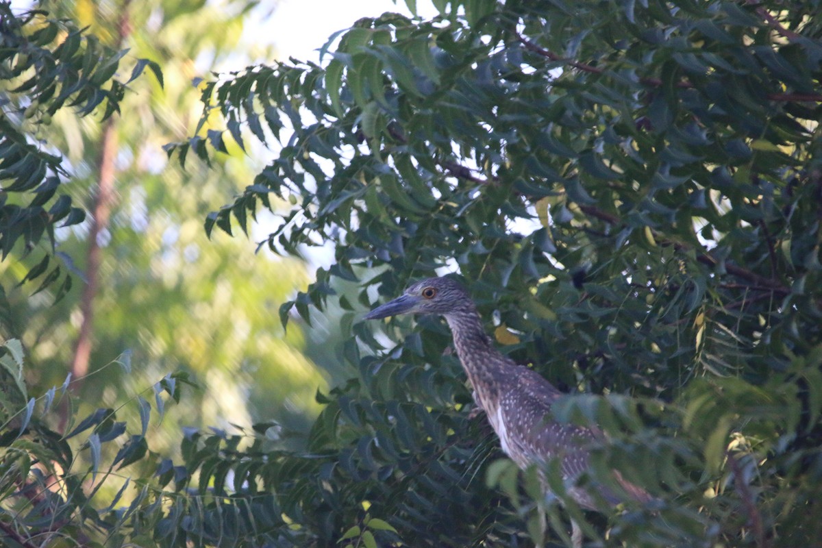 Krabbenreiher - ML646901142