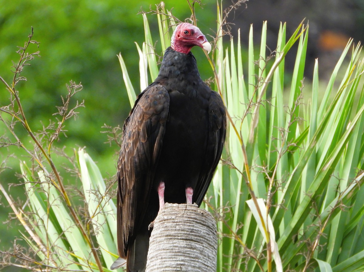 Turkey Vulture - ML646901145