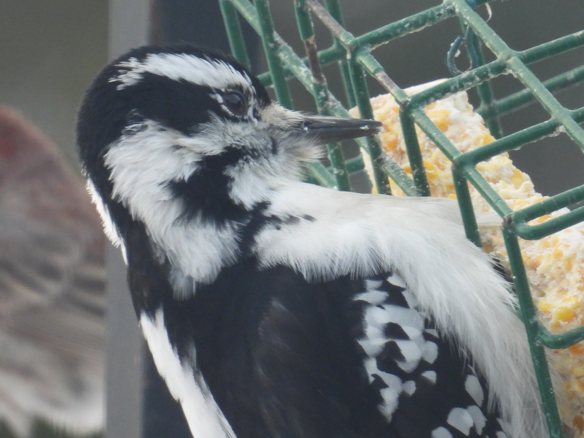 Дятел волохатий [група villosus] - ML646901146