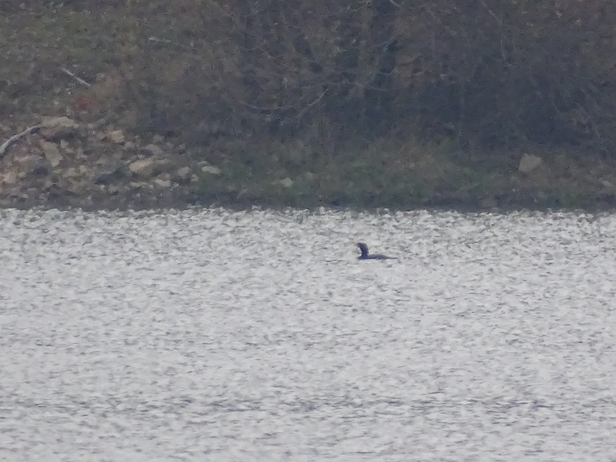 Red-throated Loon - ML646901147