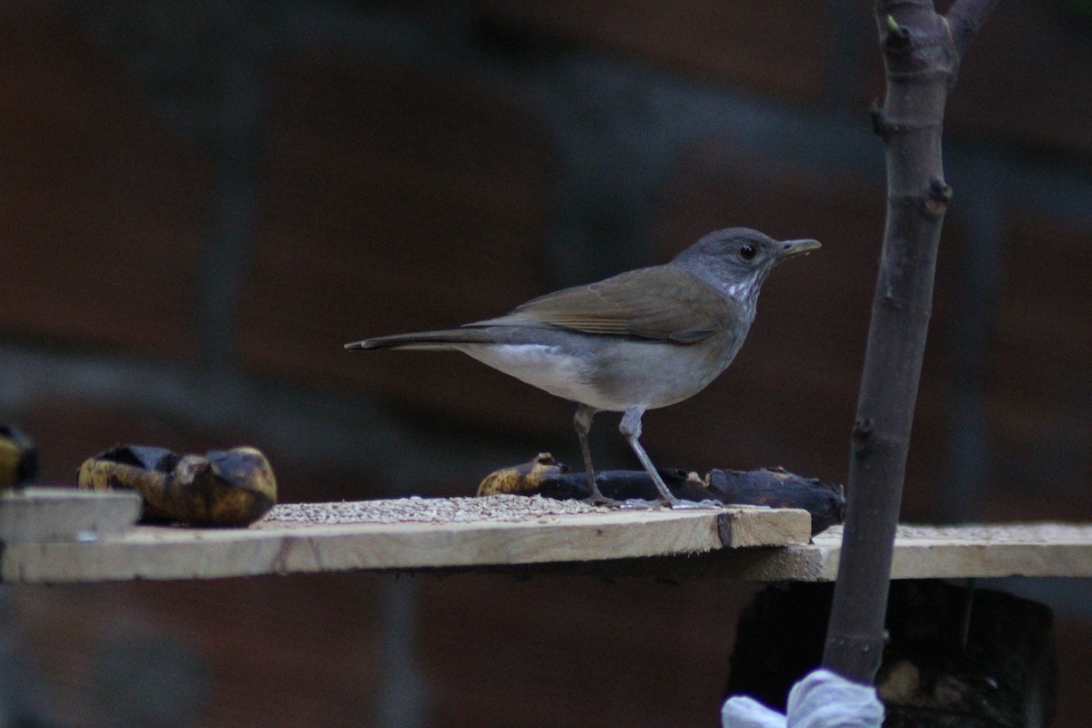 Pale-breasted Thrush - ML646901151