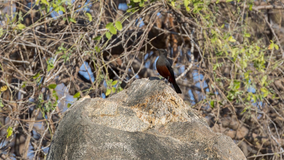 Камінчак рудочеревий - ML646901154