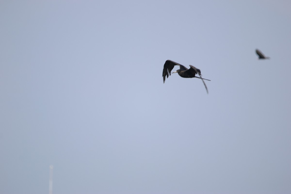 Prachtfregattvogel - ML646901156