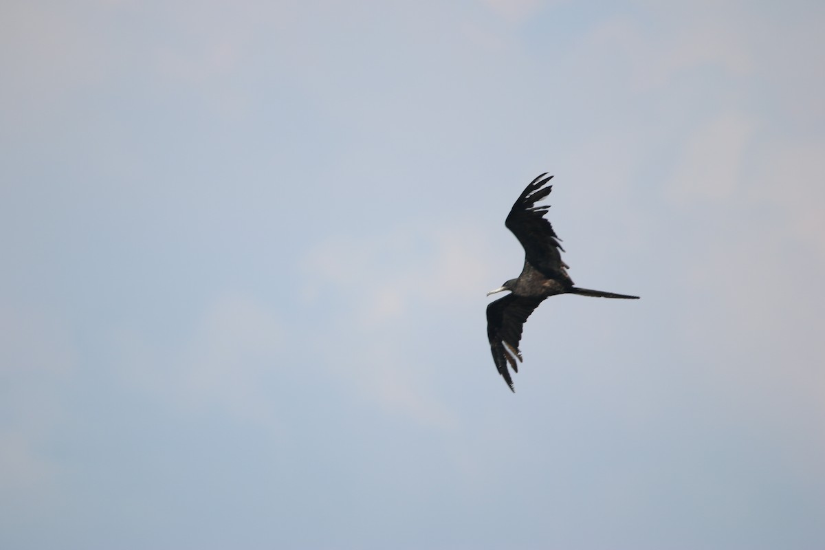 Prachtfregattvogel - ML646901157