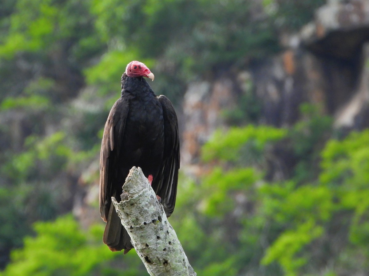 Turkey Vulture - ML646901159